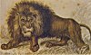 The Asiatic Lion 