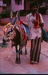 Bhu loka bridegroom, kole basava