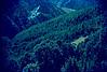 Trees on a slope, Himalayan view