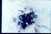 Flower on  snow-covered shrub