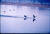 Birds hopping in a quite lake