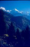 Himalayan peeks--flowers on rocks and snow on peeks.