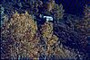 Trees in autumn in Himalayan region