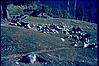 Resting sheep after grub in Himalayan region