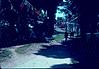 A shaded road near a Himalayan village