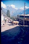 Mules in Himalayan region