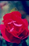 Himalayan rose
