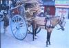 Horse Pulled Carriage (Tonga) 