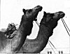 Camels are the Ships of the Desert