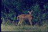 Watchful Spotted deer, Bandipur santury,1980