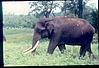 Domesticated tusker, Bandipur century, 1980