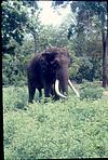 Lone tusker on way for lunch, 1980