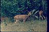 Deer friends! Bandipur century, 1980