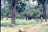 An lone elephant and watchful mahout, 1980