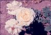 White roses, Ooty garden, 1980