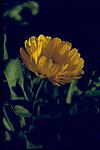 A chrysanthemum flower, Syracuse garden, 1963