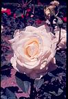 White rose in Syracuse garden, 1963