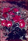 A small red flowers in Syracuse garden, 1963