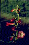 A small red flowers of orchid Category