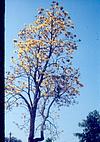 A tree full of flowers with-out leafs.