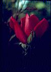 Red rose