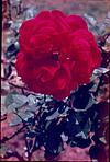 Deep Red rose