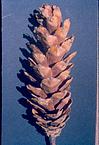 Verity of coniferous flower, Syracuse, 1963