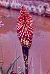 Coniferous flower