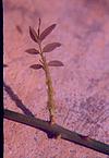 Thorny half-shoot on a rose plant