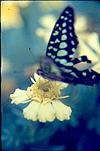 Butter-fly in blue shades on a yellow flower