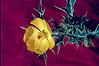 A yellow flower on a thorny plant