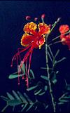 Ratna gandhi flower