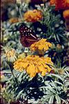 butterfly on a yellow bud