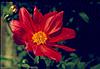 A zinnia verity flower