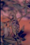Lichen on rose plant leaf