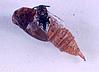 A beetle emerging from pupa