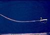 A rusted sword in a Goa museum