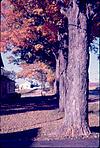 Autumn colors, leafs of Syracuse, 1964