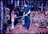 A plant treatment, in a US forest research station, 1964