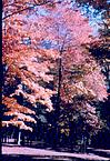 A tree in Autumn glory, 1964