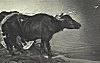 He (male) water-buffalo  pulls a cart, West Bengal