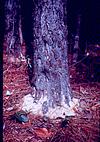 A medicated tree in forest research station, Syracuse