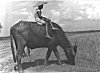 Boy riding water buffalo to work, West Bengal