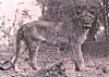 A Lioness