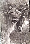 The lioness keeps guard while the male rests