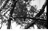 Barbet bird on the neem branch, From datta prasad, 1982