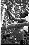 Tying rope to a tree, Honnawar, 1982