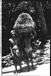 Gowda carrying hay on his head, Gunavante, 1982