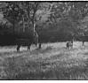 A deers in wilderness, Bandipur,