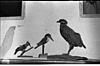 Bird models in a museum, Jobner